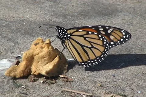 Butterfly 動画素材 10460155