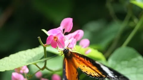 Butterfly Stock Footage 10814010