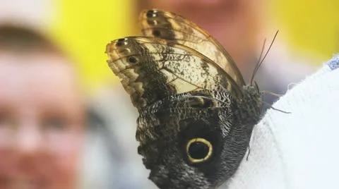 Butterfly Stock Footage 10847050