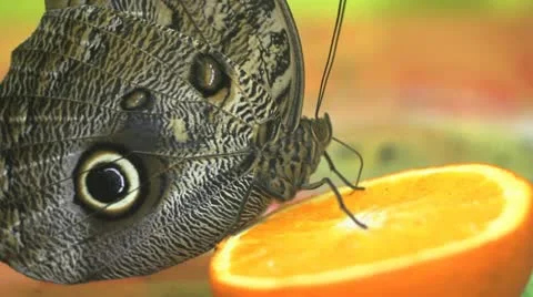 Butterfly Stock Footage 10847053