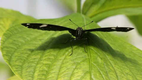 Butterfly Stock-Footage 10876701