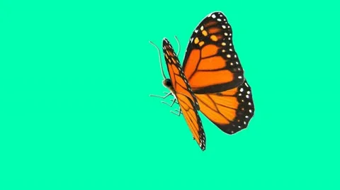 Butterfly Stock Footage 10884135