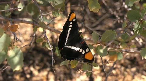 Butterfly Stock Footage 11121706