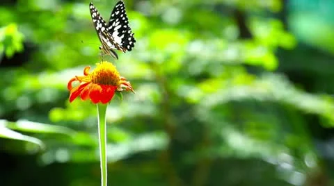 Butterfly Video stock 11136972