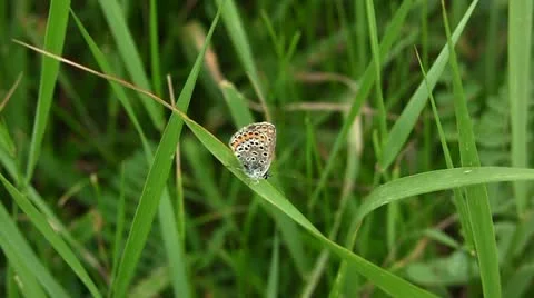 Butterfly Stock Footage 11187981