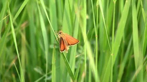 Butterfly Stock Footage 11187984