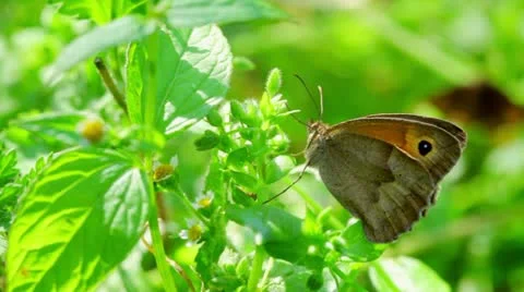 Butterfly Stock Footage 11357737