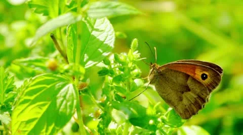 Butterfly Stock Footage 11357745