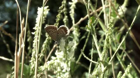 Butterfly, Stock Footage 11435025