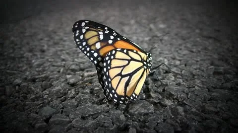 Butterfly Stock Footage 11814127