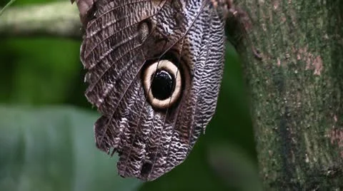 Butterfly Видео 12301320