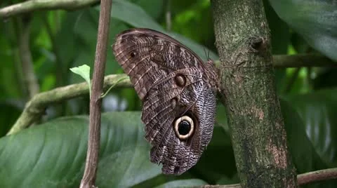 Butterfly Видео 12301507