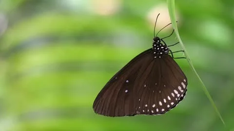 Butterfly 스톡 동영상 12302224