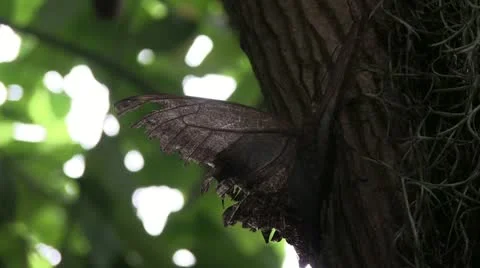 Butterfly Stock Footage 12302330