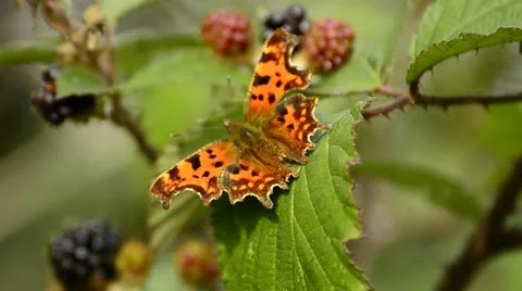 Butterfly Stock Footage 12766951