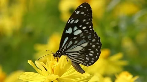 Butterfly Stock Footage 13172009