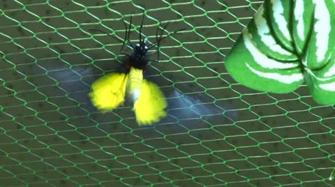 Butterfly Stock Footage 20576238