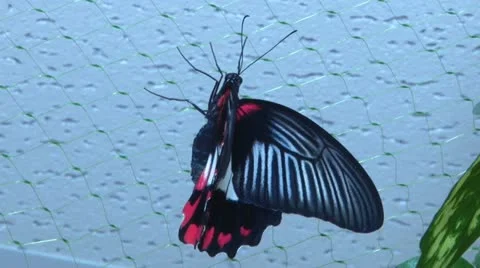 Butterfly Stock Footage 20578340