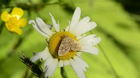 Butterfly Stock Footage 21244711