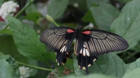 Butterfly Stock Footage 21783668