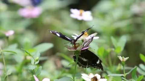 Butterfly Stock Footage 22008607