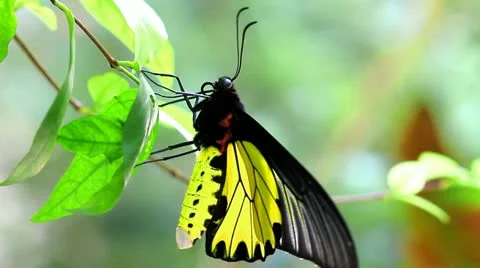 Butterfly Stock Footage 22239370