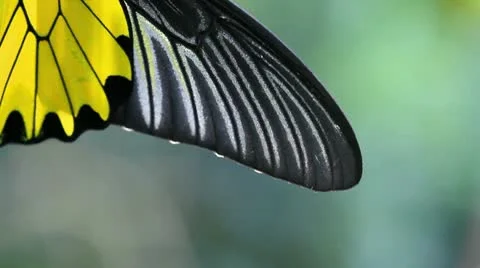 Butterfly Stock Footage 22239780