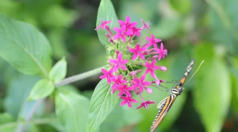 Butterfly Stock Footage 22558668