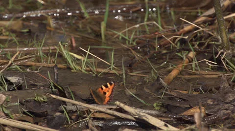 Butterfly Video stock 22641831