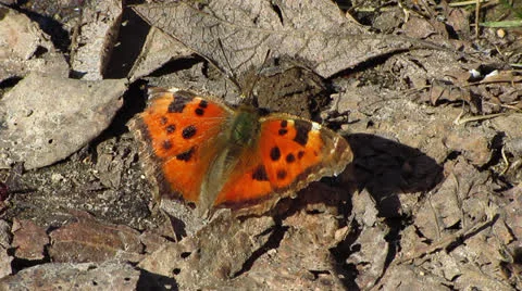 Butterfly Stock-Footage 22784687