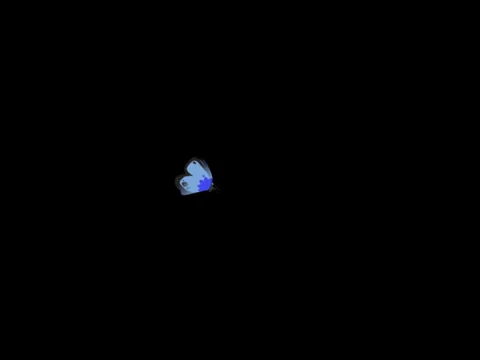 Butterfly Stock-Footage 22810154