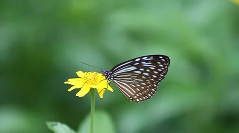Butterfly Stock Footage 24798816