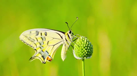 Butterfly Stock Footage 24810930