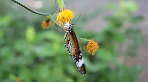 Butterfly Stock Footage 24821964