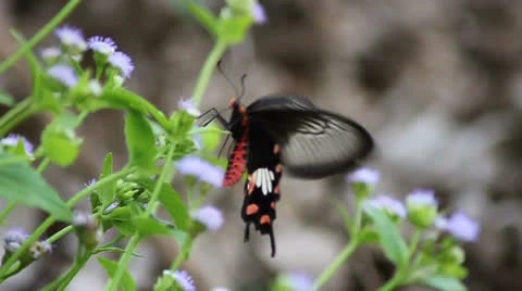 Butterfly Stock Footage 24833690
