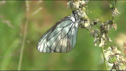 Butterfly 스톡 동영상 24867033