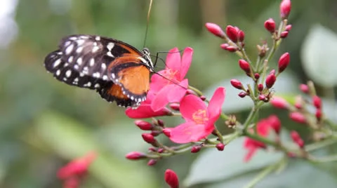 Butterfly Video stock 25073268