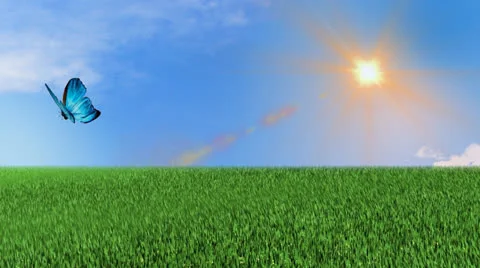 Butterfly Vídeos de archivo 25102048