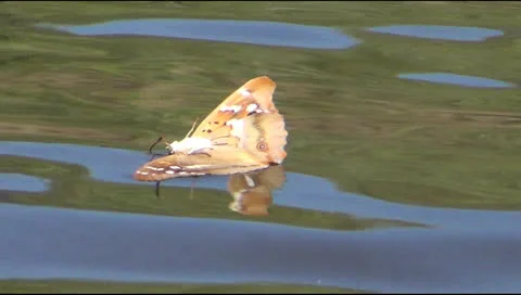 Butterfly Stock-Footage 25364521