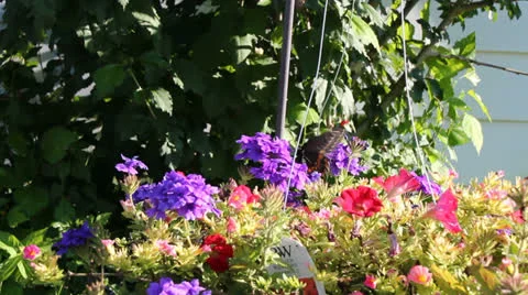 Butterfly Video stock 25571377