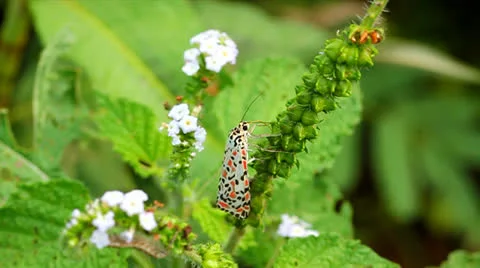 Butterfly Stock Footage 25593854