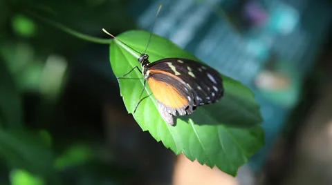 Butterfly Stock Footage 27088388