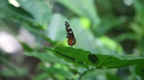 Butterfly Stock Footage 27088525