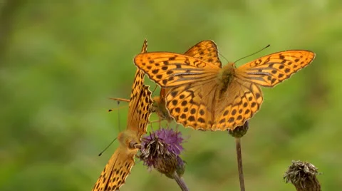 Butterfly Stock Footage 27212100