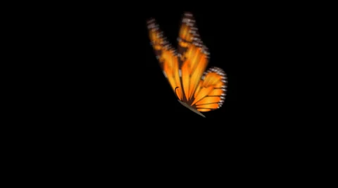 BUTTERFLY Video stock 28002113