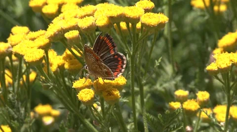 Butterfly 스톡 동영상 31224409