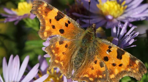 Butterfly. Stockbeeldmateriaal 31704167