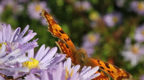 Butterfly. Stockbeeldmateriaal 31704293