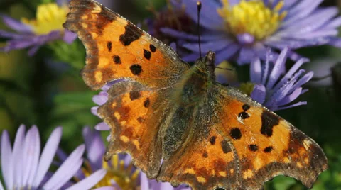 Butterfly. Stockbeeldmateriaal 31704344