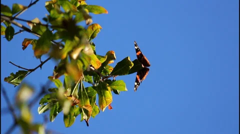 Butterfly Vídeo Stock 32423444